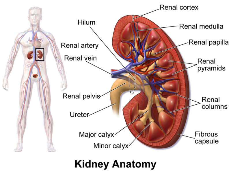 File:Blausen 0592 KidneyAnatomy 01.png